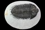 Bargain, Coltraneia Trilobite Fossil - Huge Faceted Eyes #92121-2